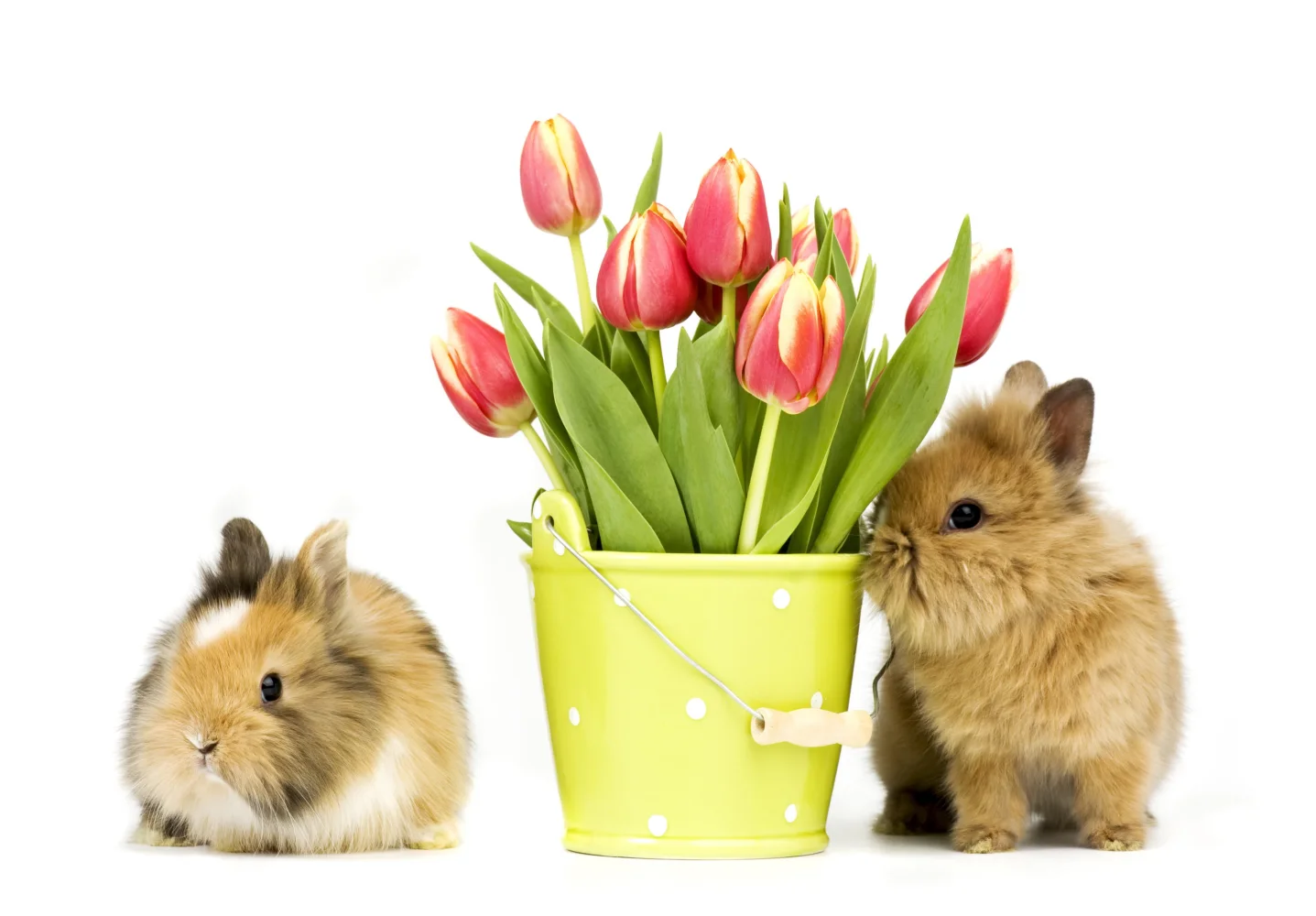Zwei dekorativen Kaninchen mit einem Tulpenstrauß vor weißem Hintergrund