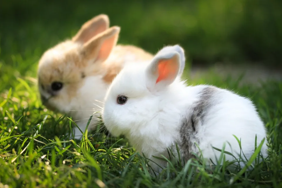 Zwei kleinen dekorativen Kaninchen auf grünem Gras