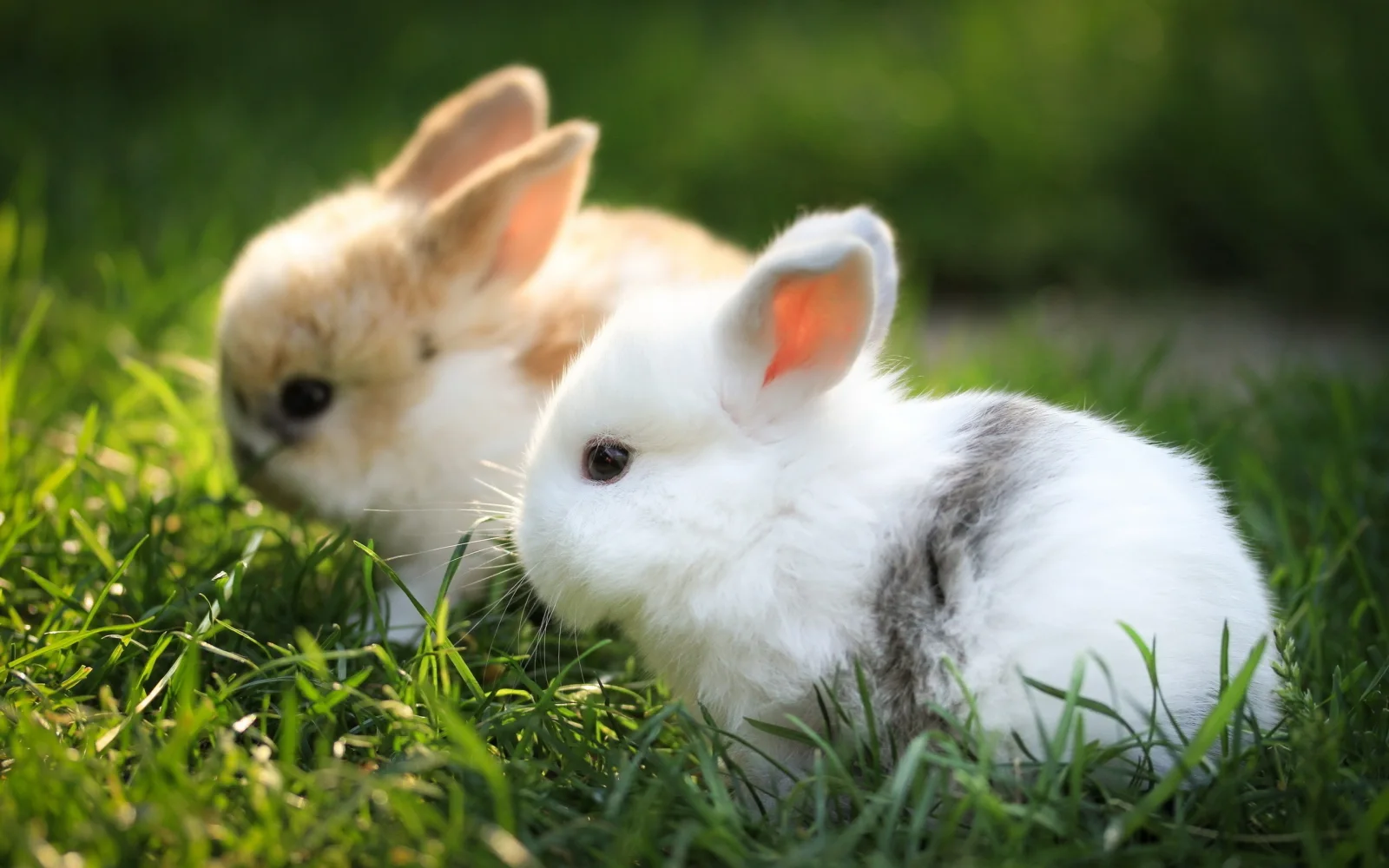 Zwei kleinen dekorativen Kaninchen auf grünem Gras