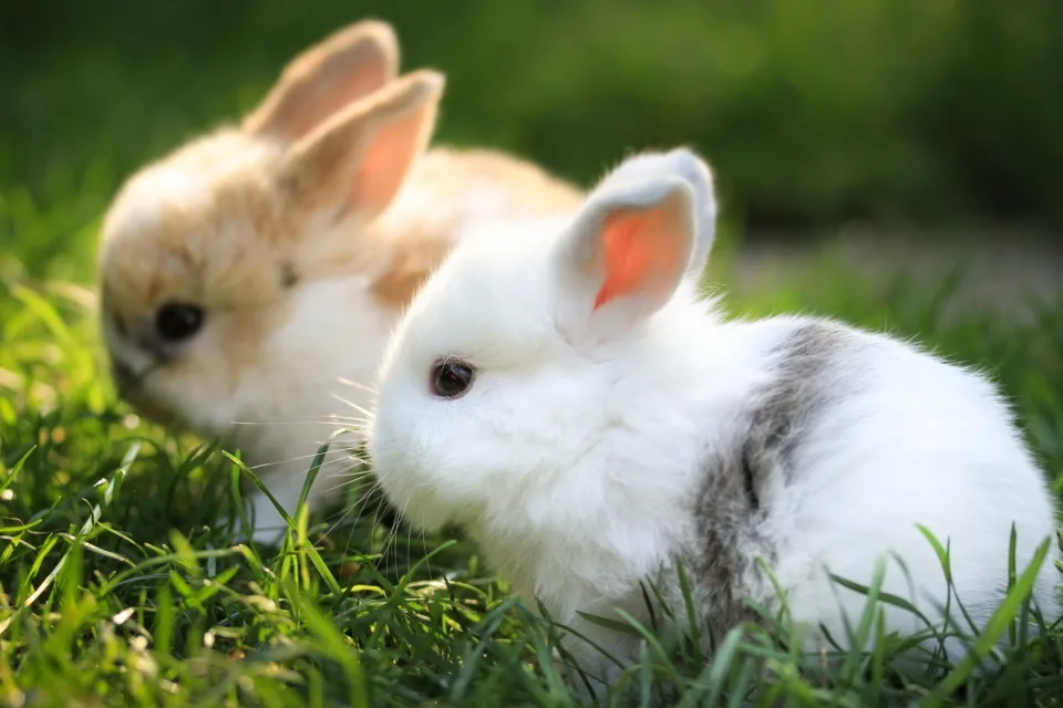 Zwei kleinen dekorativen Kaninchen sitzen in grünen Gras