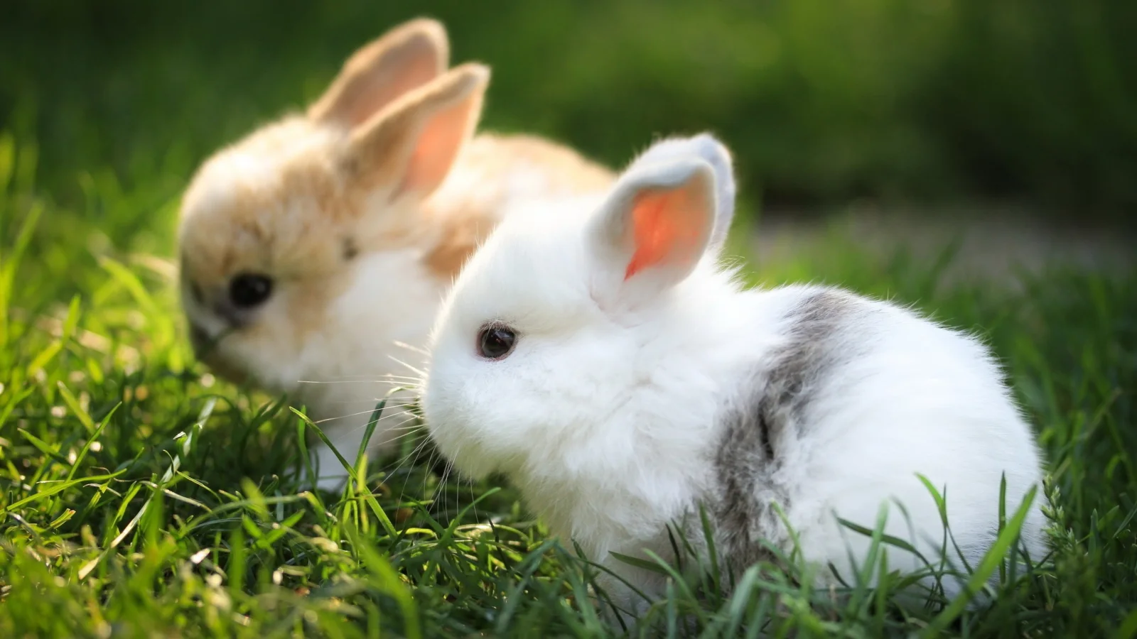 Zwei kleinen dekorativen Kaninchen sitzen in grünen Gras