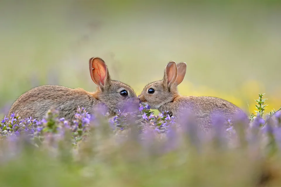 Zwei süßen Hase in Blume