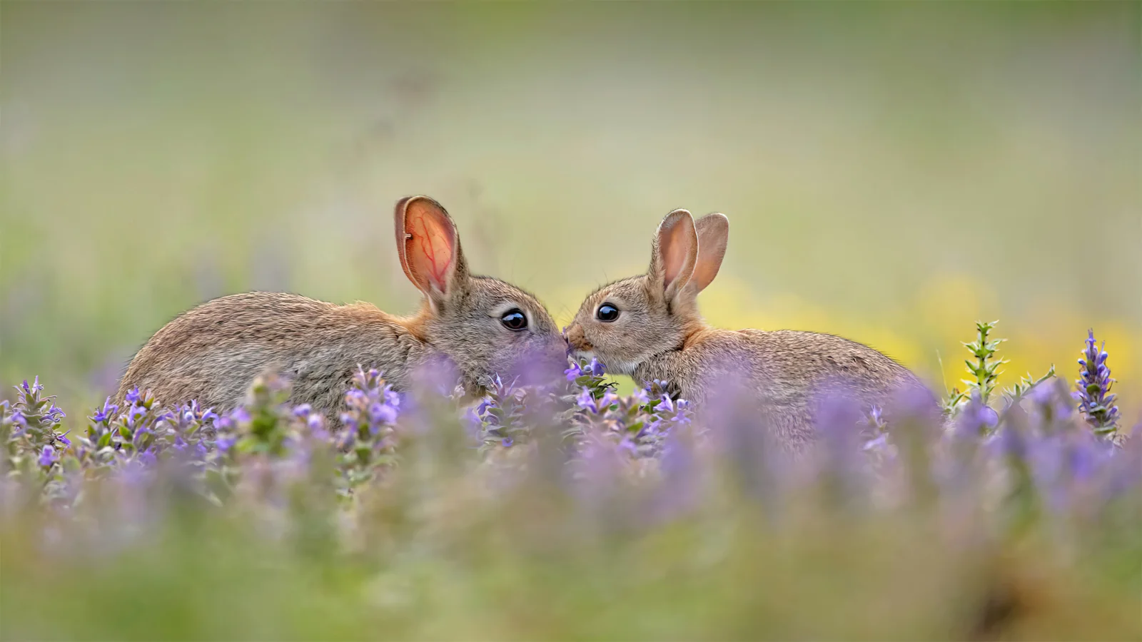 Zwei süßen Hase in Blume