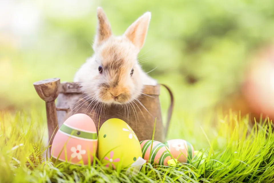 Zwergkaninchen sitzt in hölzernen mit bunt bemalten Eiern
