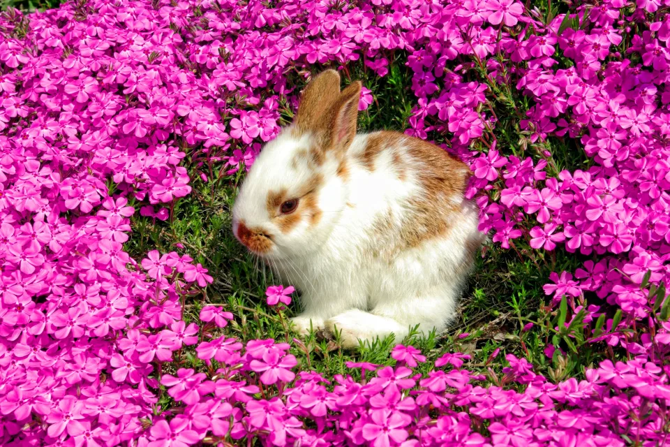 Zwergkaninchen sitzt in schönen rosa Blume