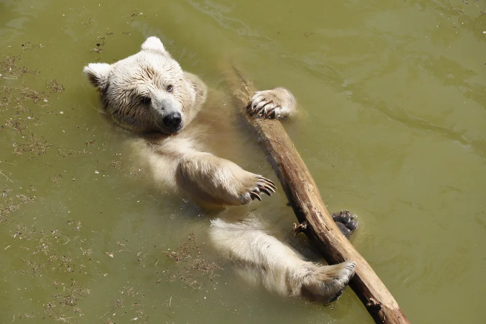 Braunbär schwimmt entlang Fluss