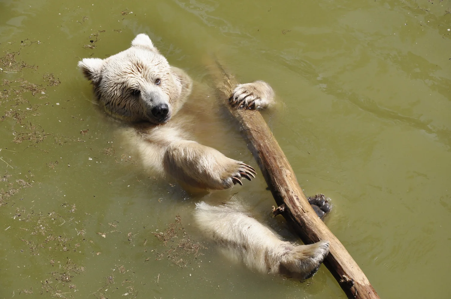 Braunbär schwimmt entlang Fluss