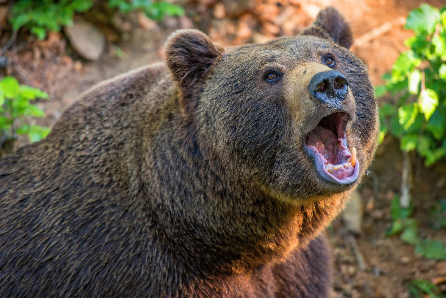 Bären – Großer Braunbär