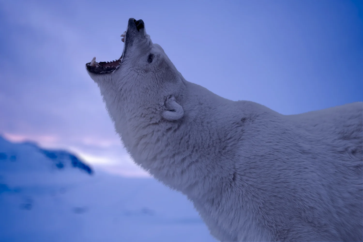 Bären – Weißer Eisbär