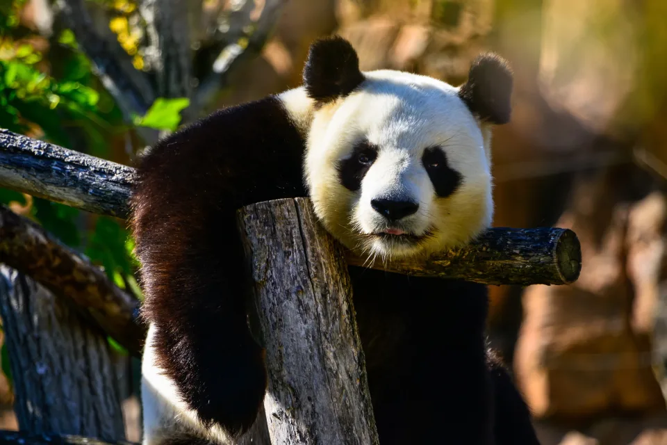 Große Panda hängt auf einem Baum
