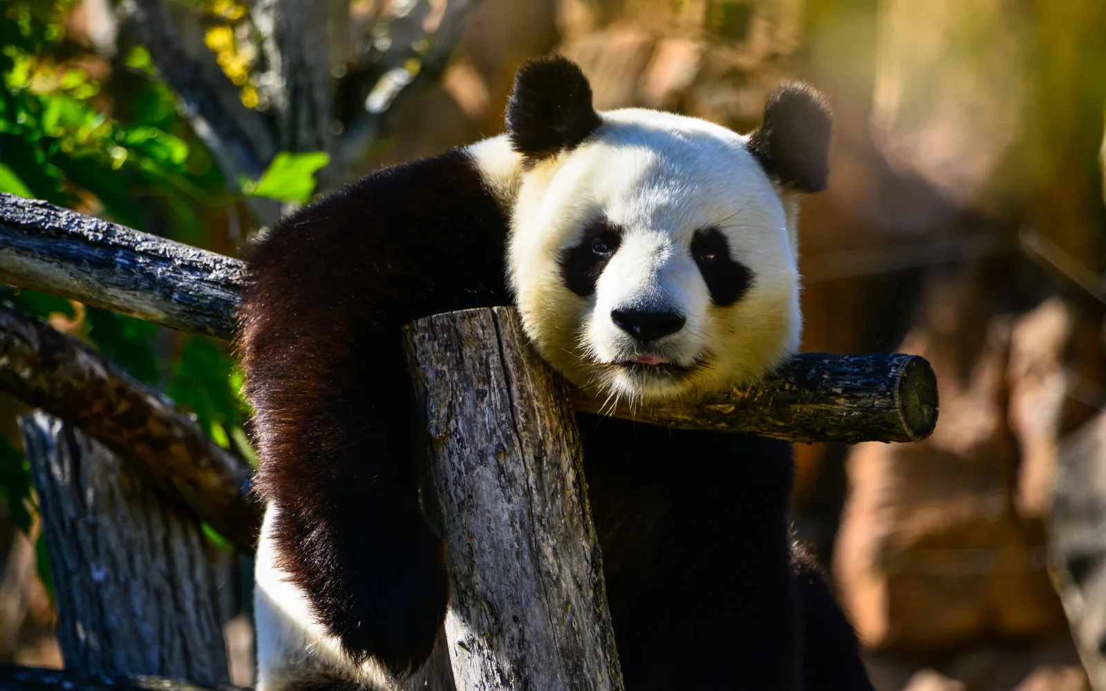 Große Panda hängt auf einem Baum