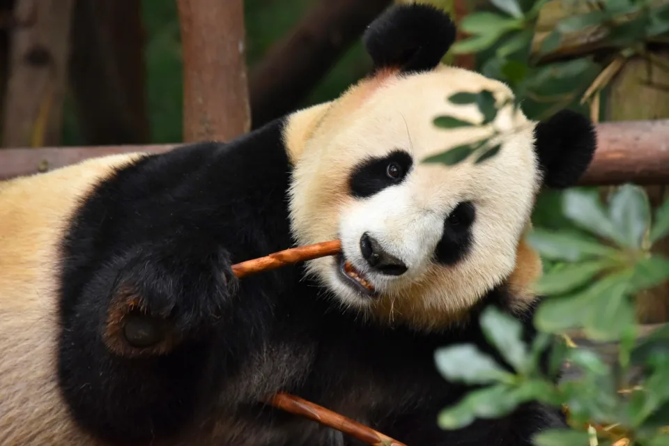 Große Panda im Zoo knabbert Ast