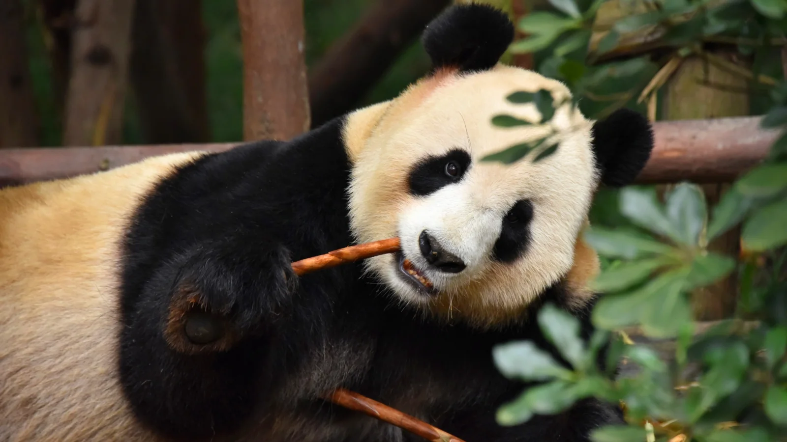Große Panda im Zoo knabbert Ast