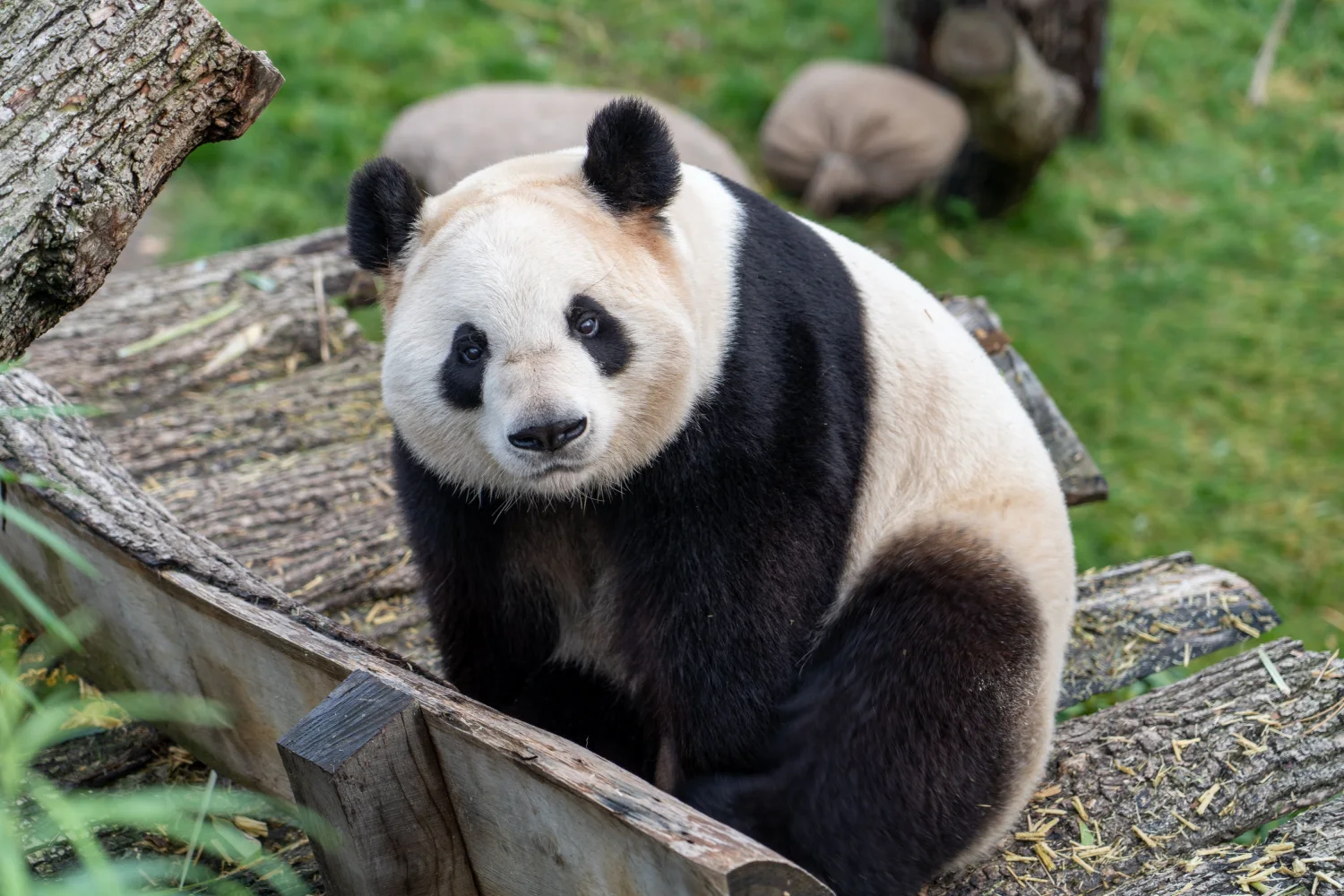 Große Panda im Zoo