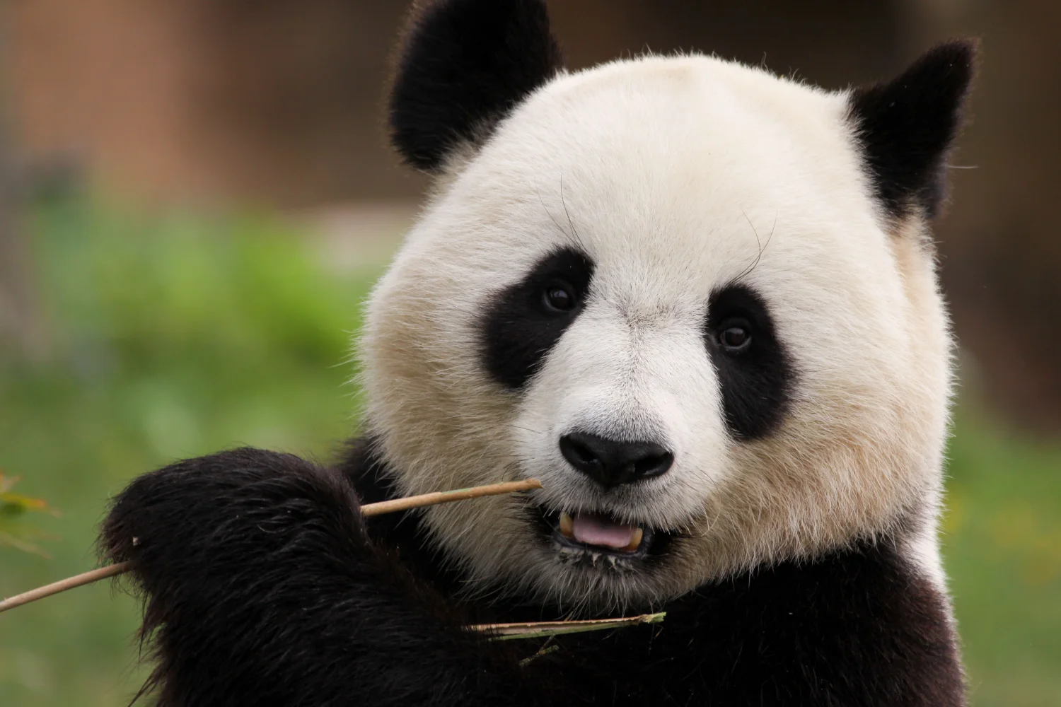 Große Panda knabbert Ast Bambus