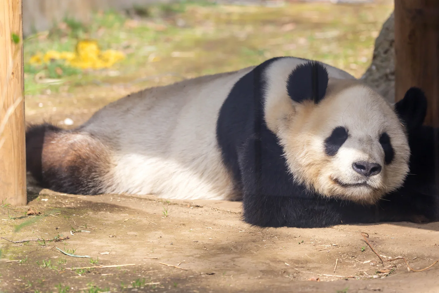 Große Panda schläft im Zoo