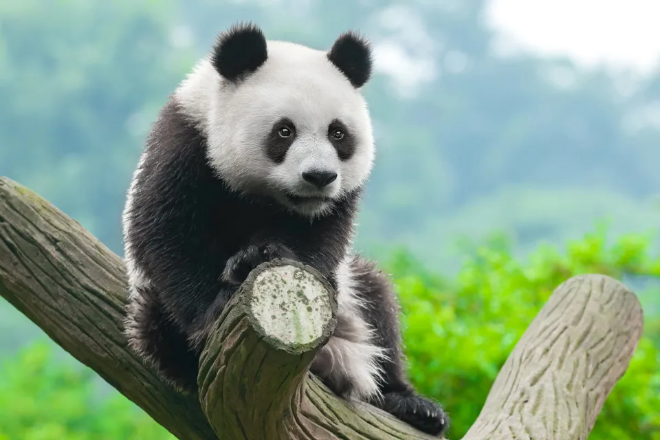 Große Panda sitzt auf einem Baum im Zoo