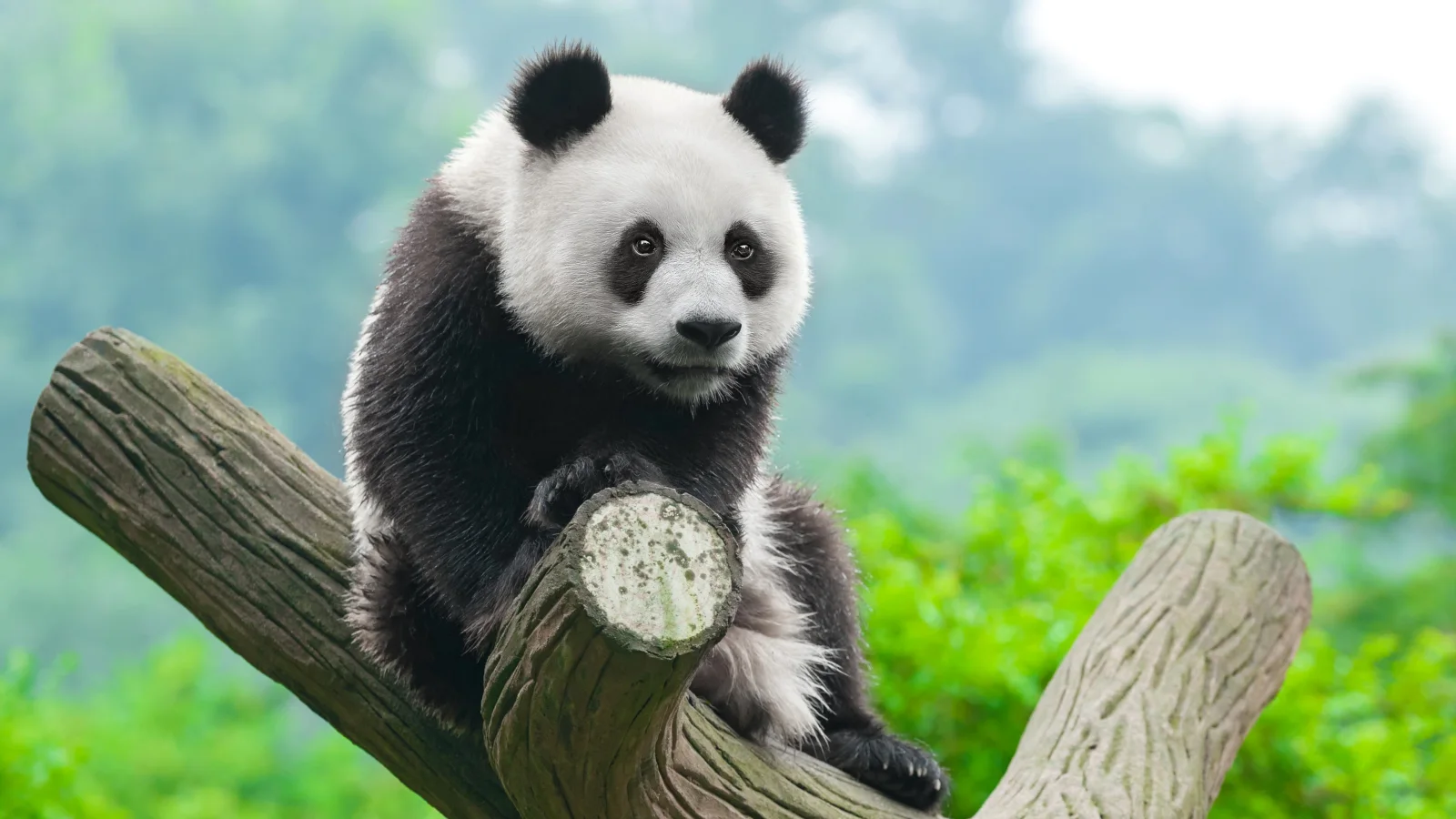 Große Panda sitzt auf einem Baum im Zoo