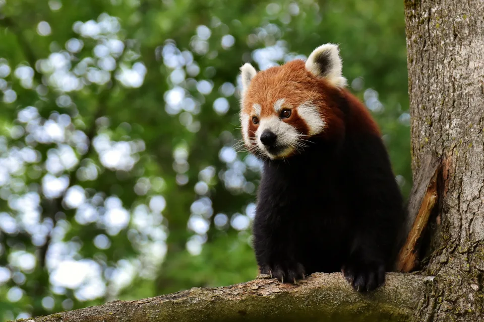 Große rote Panda sitzt auf einem Baum