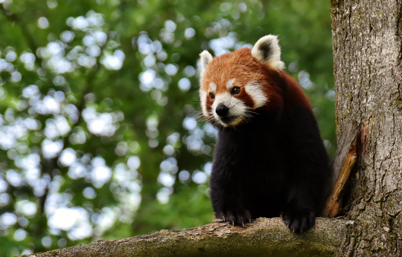 Große rote Panda sitzt auf einem Baum