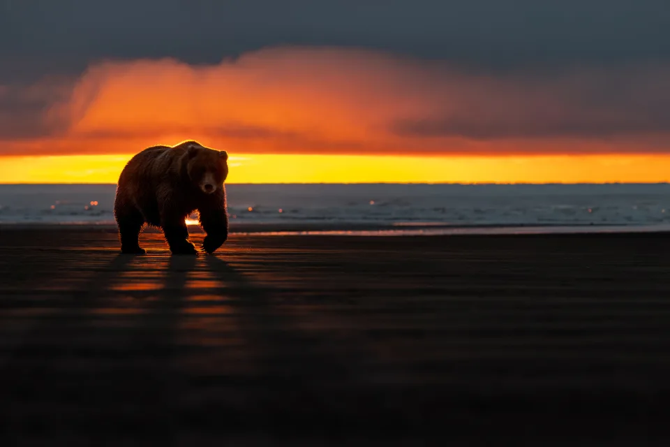 Großer Braunbär am Meer bei Sonnenuntergang