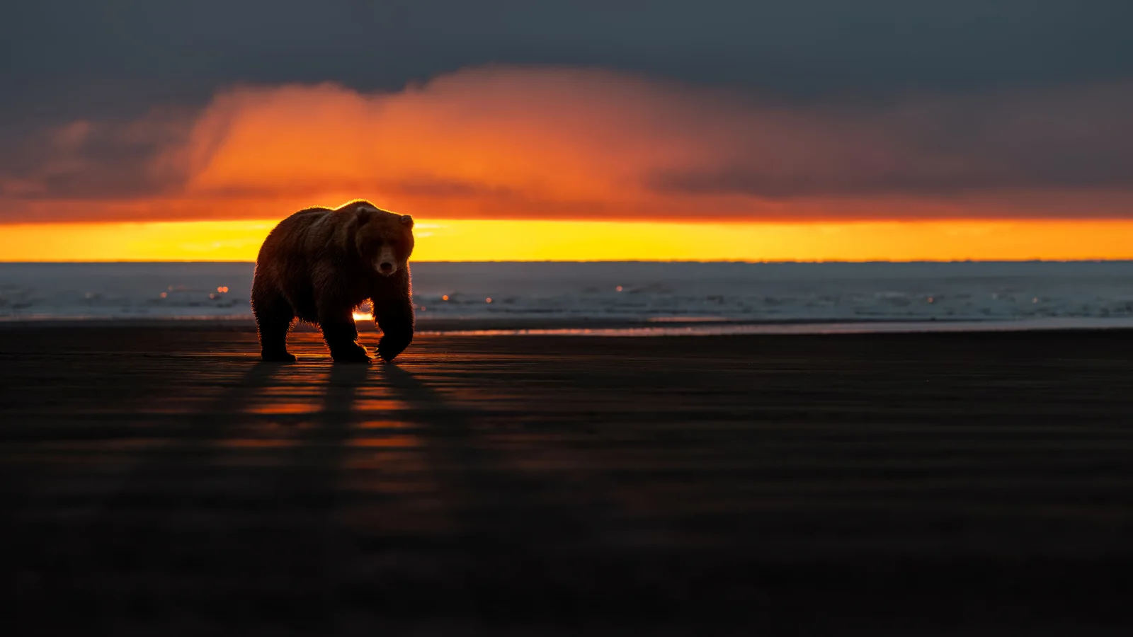 Großer Braunbär am Meer bei Sonnenuntergang