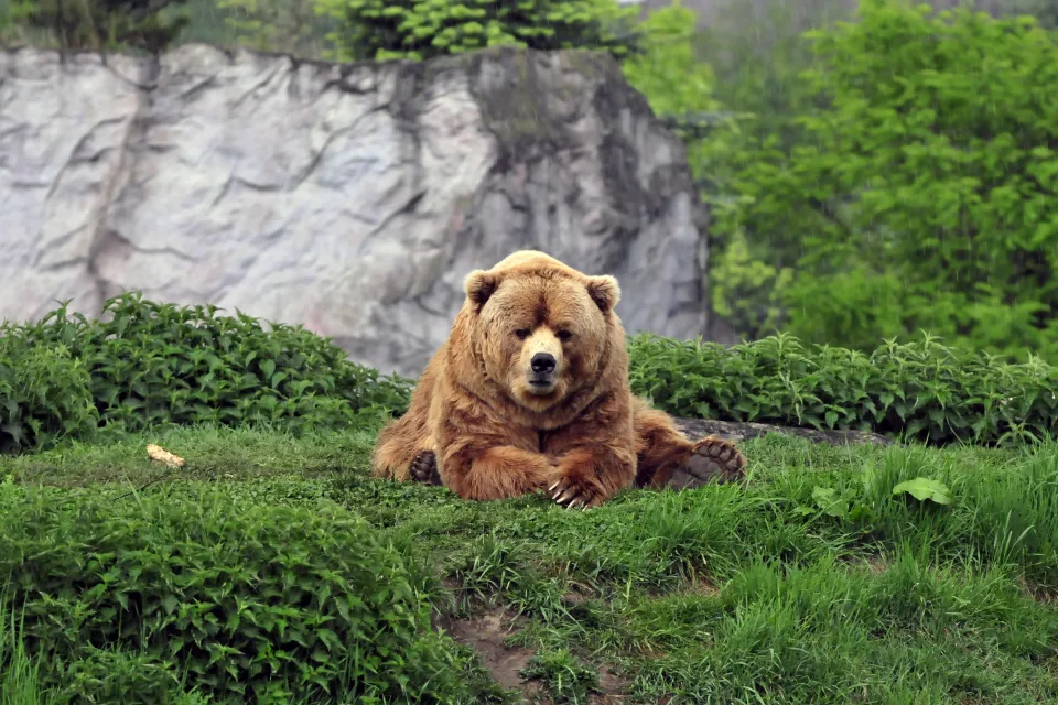 Großer Braunbär auf grünem Gras im Zoo