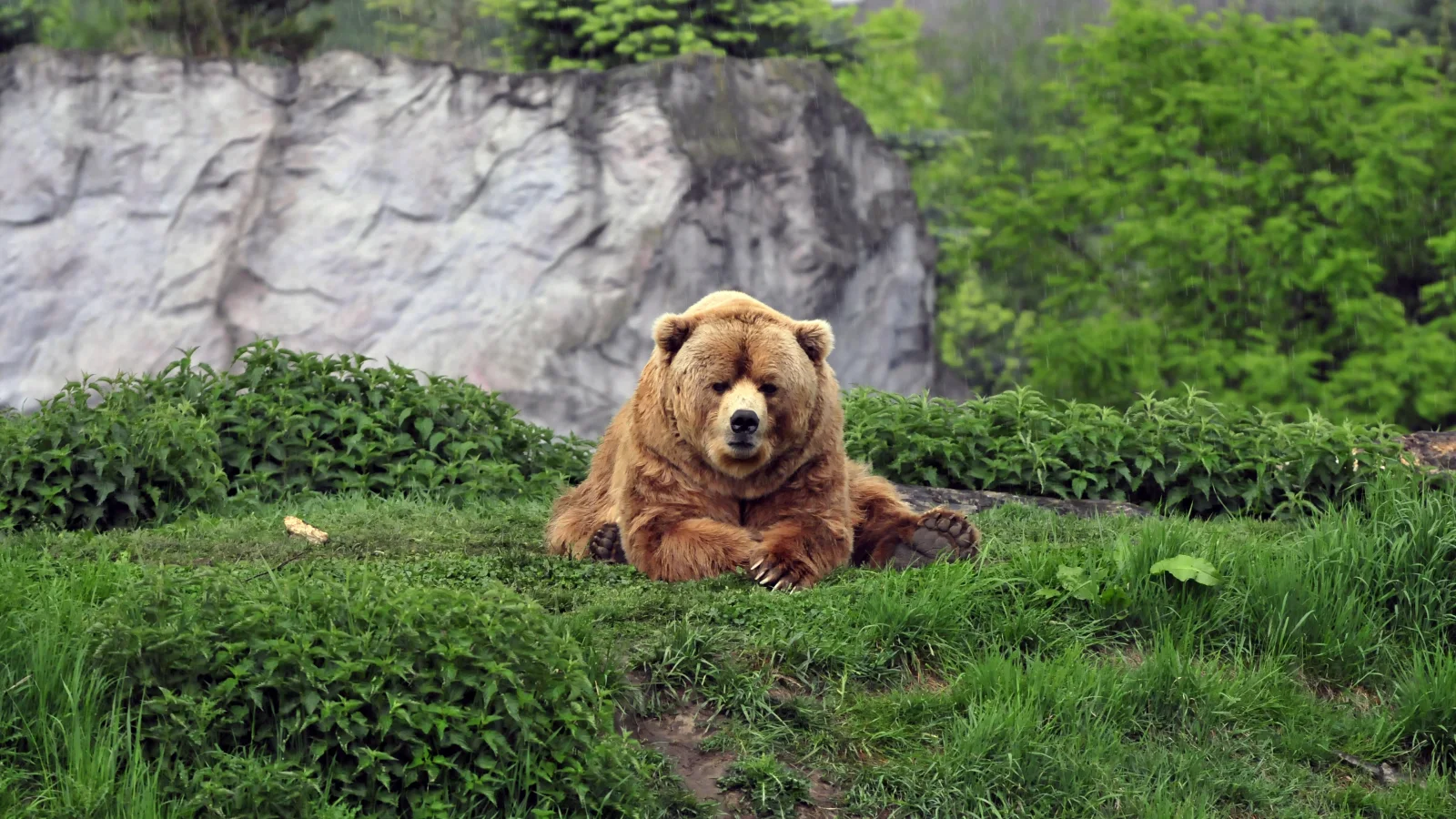 Großer Braunbär auf grünem Gras im Zoo