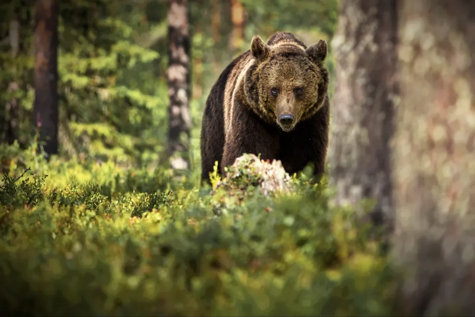 Großer Braunbär geht durch den Wald