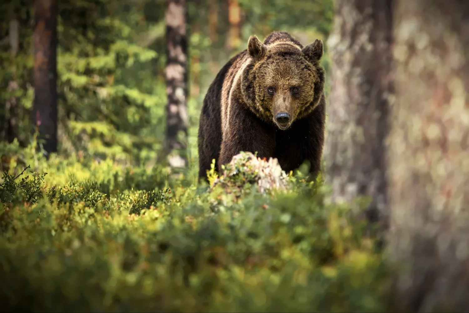 Großer Braunbär geht durch den Wald