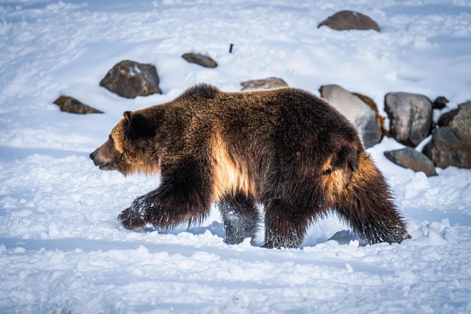 Großer Braunbär geht entlang Schnee