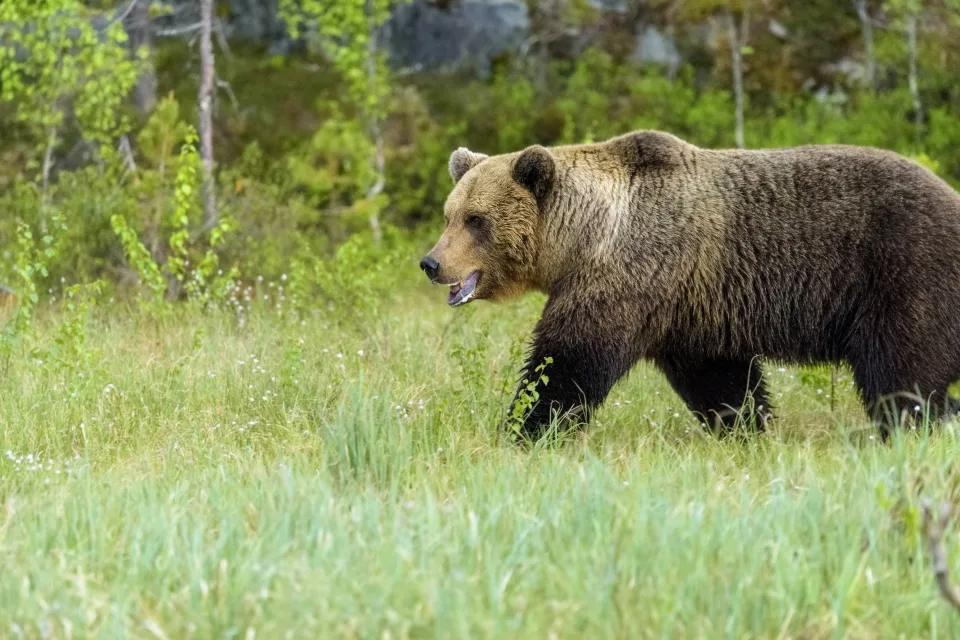 Großer Braunbär geht entlang grünen Gras im Wald