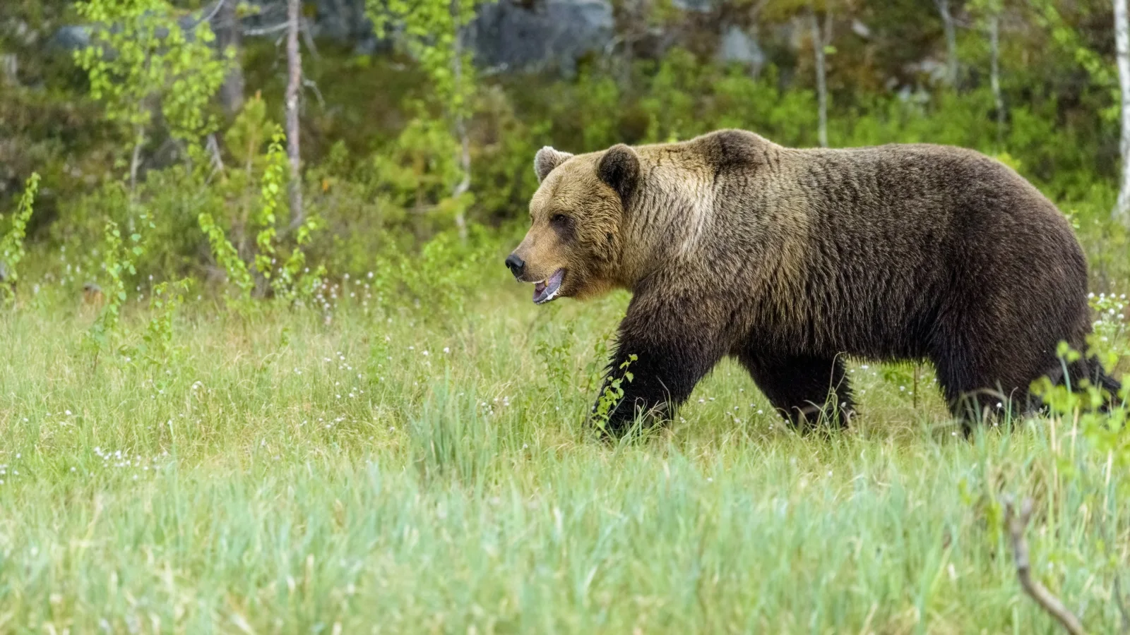 Großer Braunbär geht entlang grünen Gras im Wald