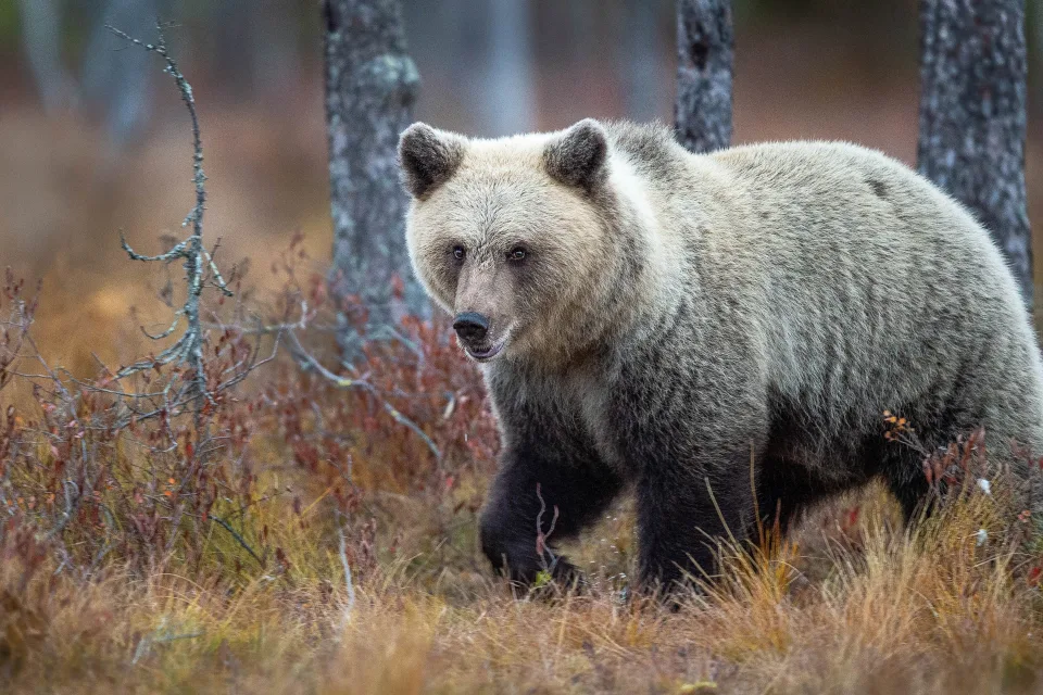 Großer Braunbär geht entlang trockener Gras