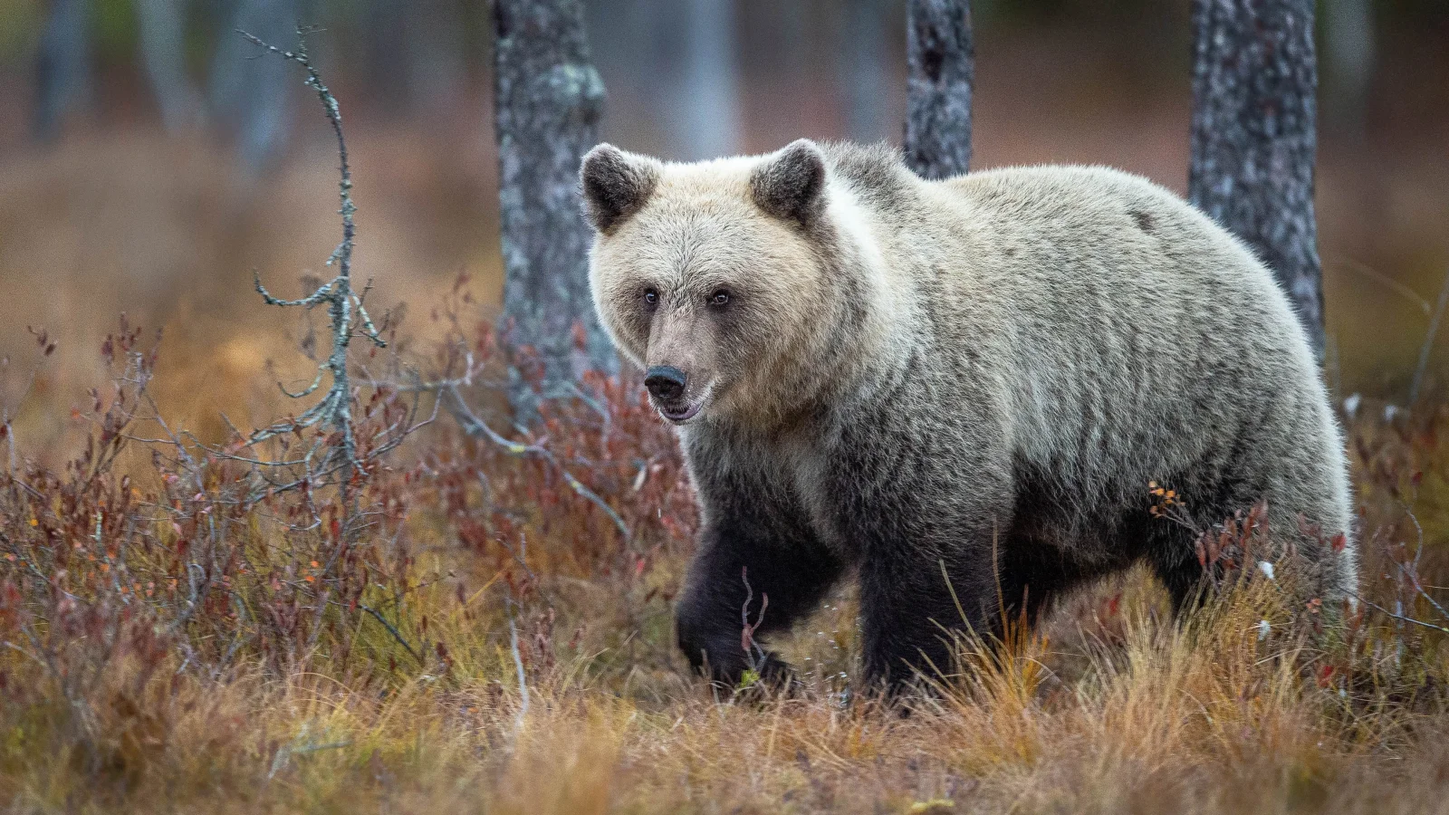 Großer Braunbär geht entlang trockener Gras