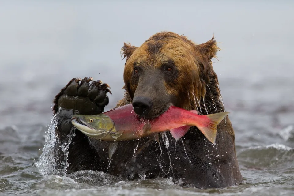 Großer Braunbär im Fluss