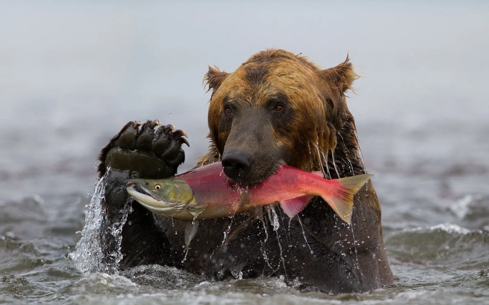 Großer Braunbär im Fluss