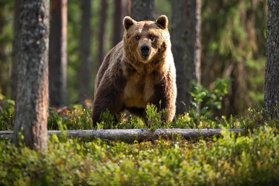 Großer Braunbär im Wald im Gras