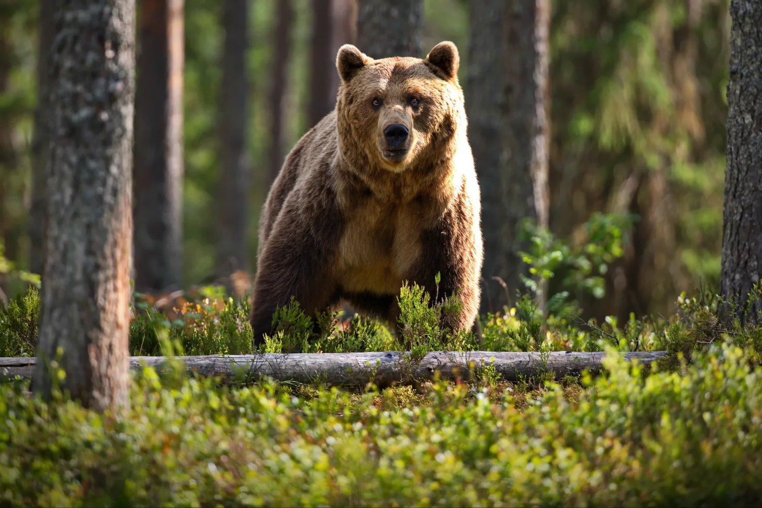 Großer Braunbär im Wald im Gras