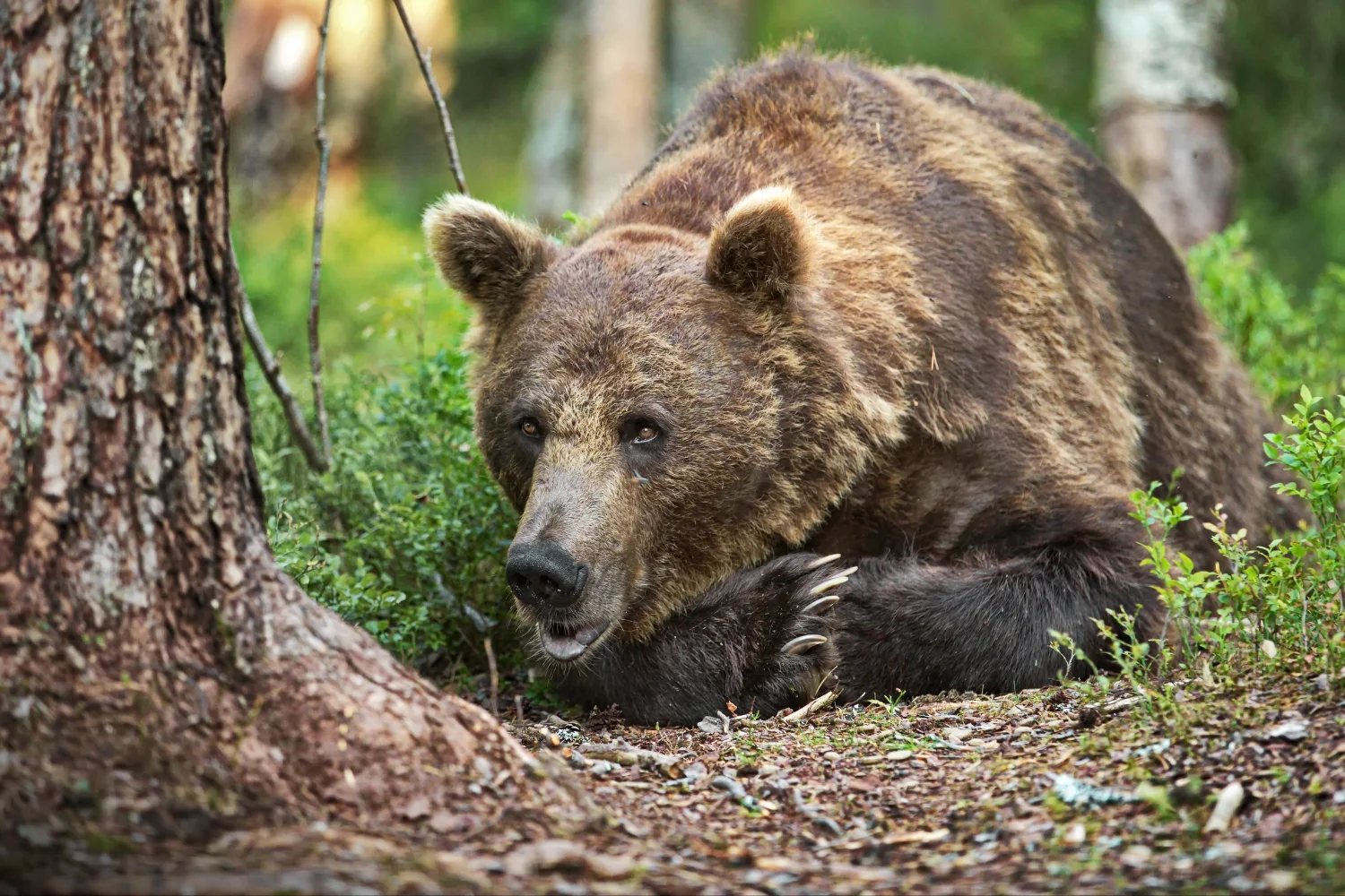 Großer Braunbär im Waldgras