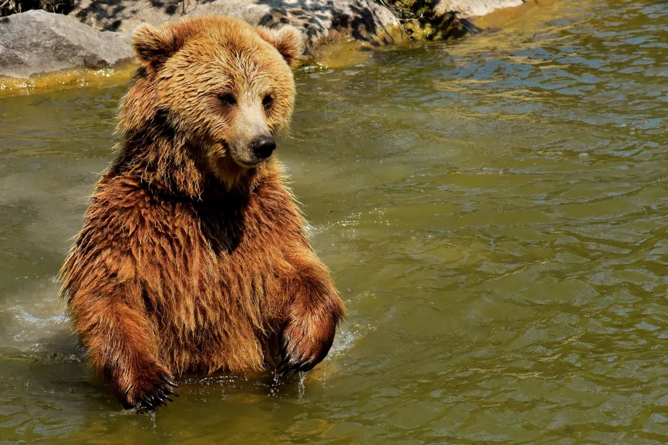 Großer Braunbär im Wasser
