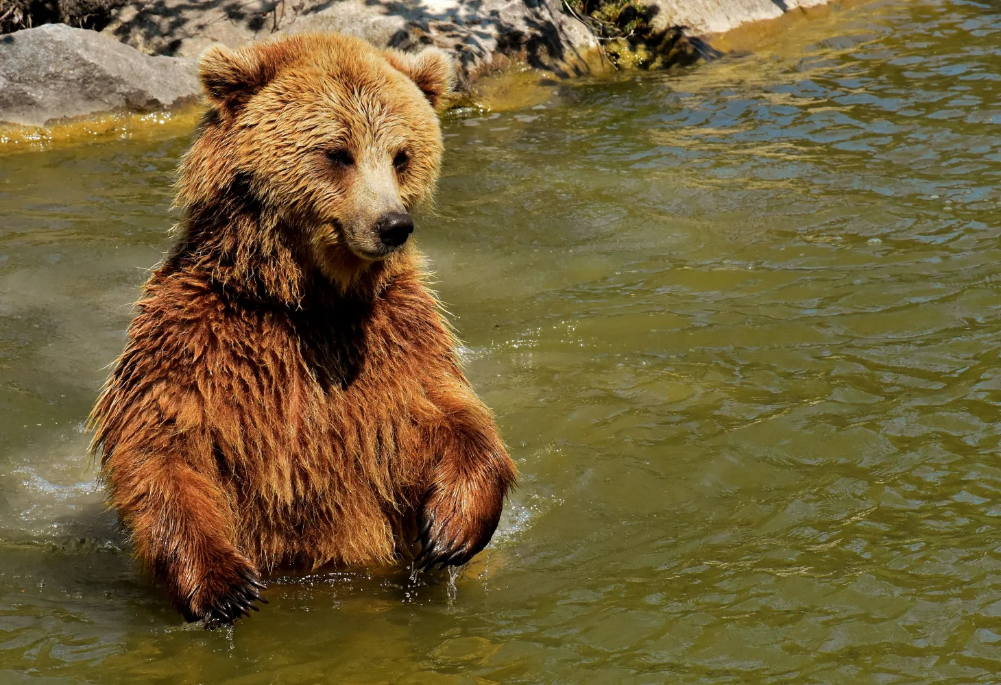 Großer Braunbär im Wasser