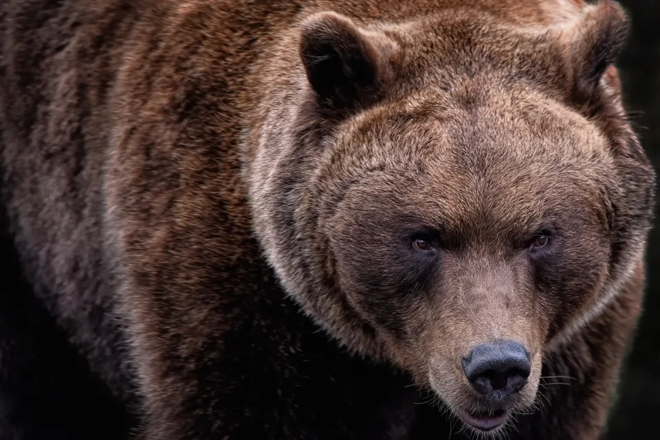 Großer Braunbär in Nahaufnahme