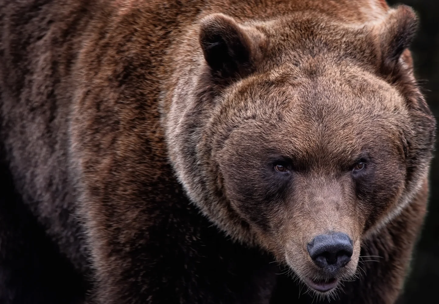 Großer Braunbär in Nahaufnahme