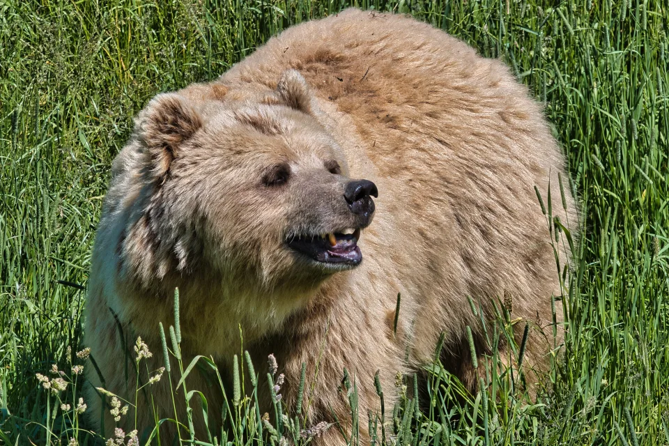 Großer Braunbär in grünen Gras