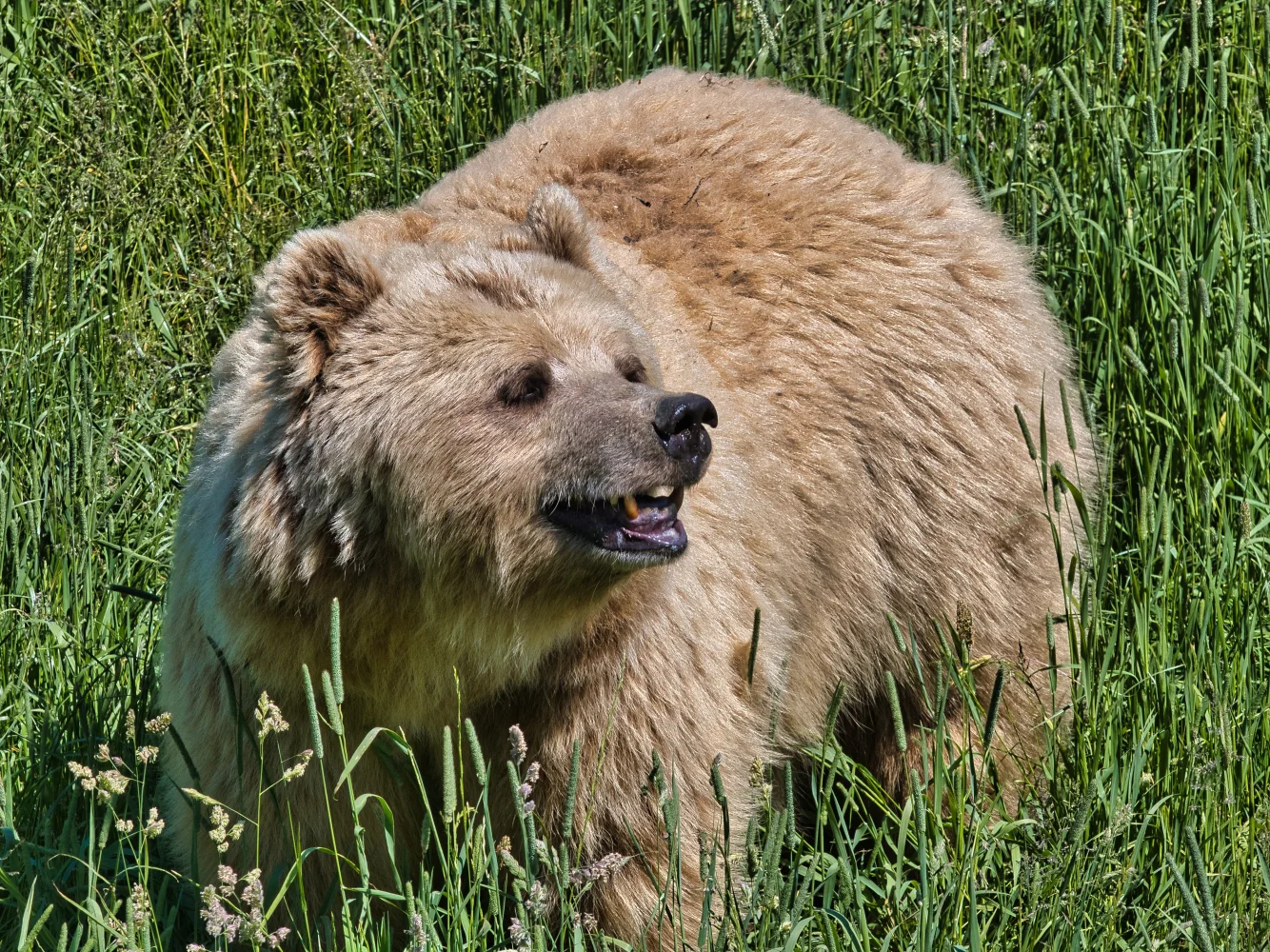 Großer Braunbär in grünen Gras