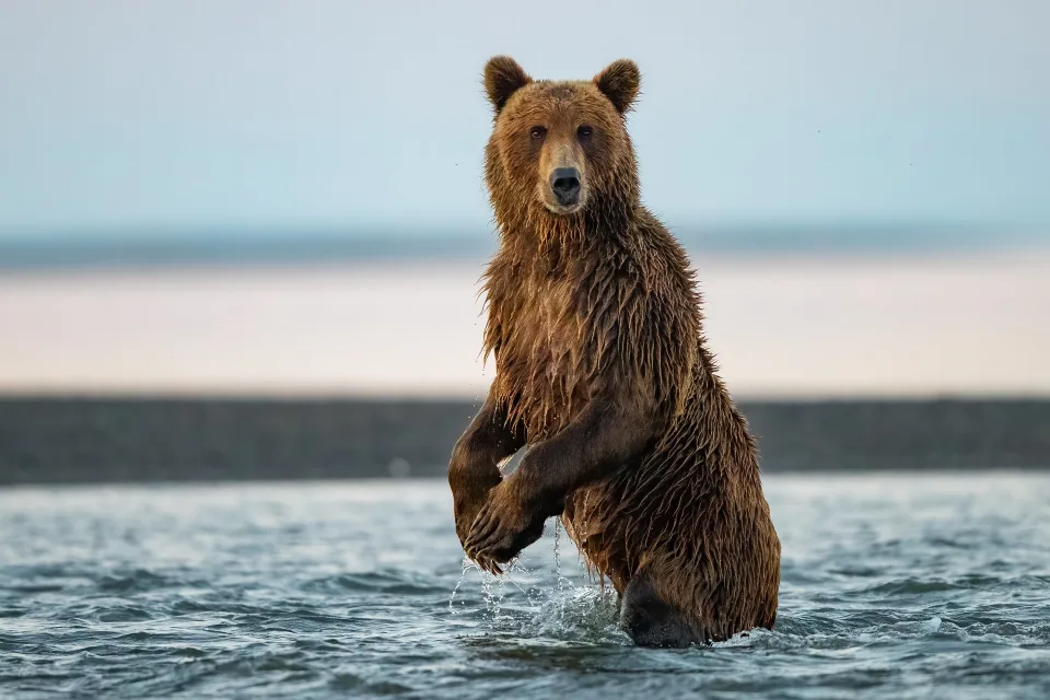 Großer Braunbär jagt im Fluss