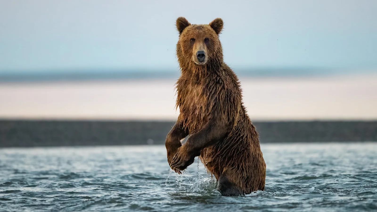 Großer Braunbär jagt im Fluss