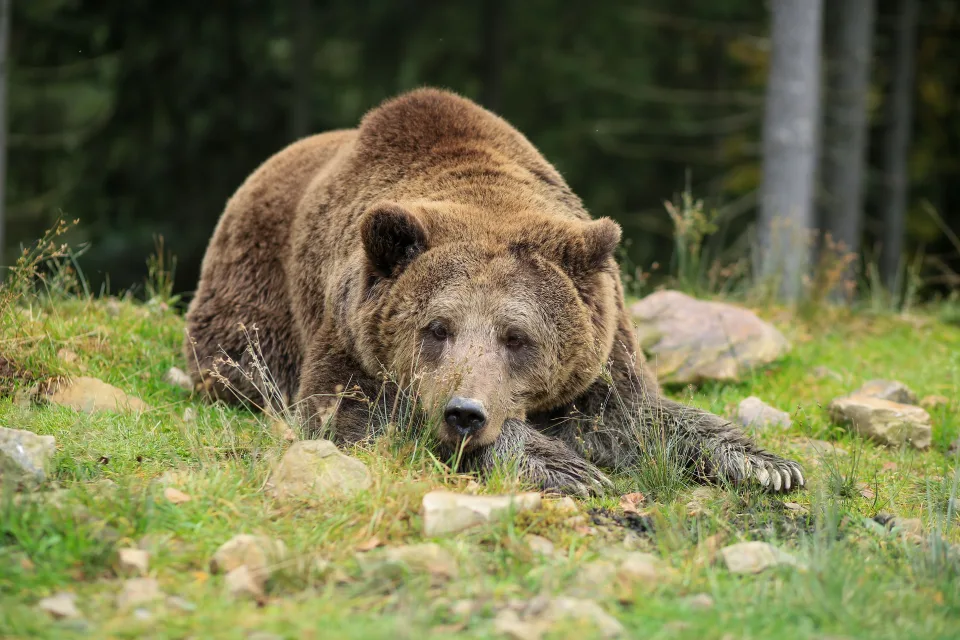 Großer Braunbär liegt auf Boden mit Felsen
