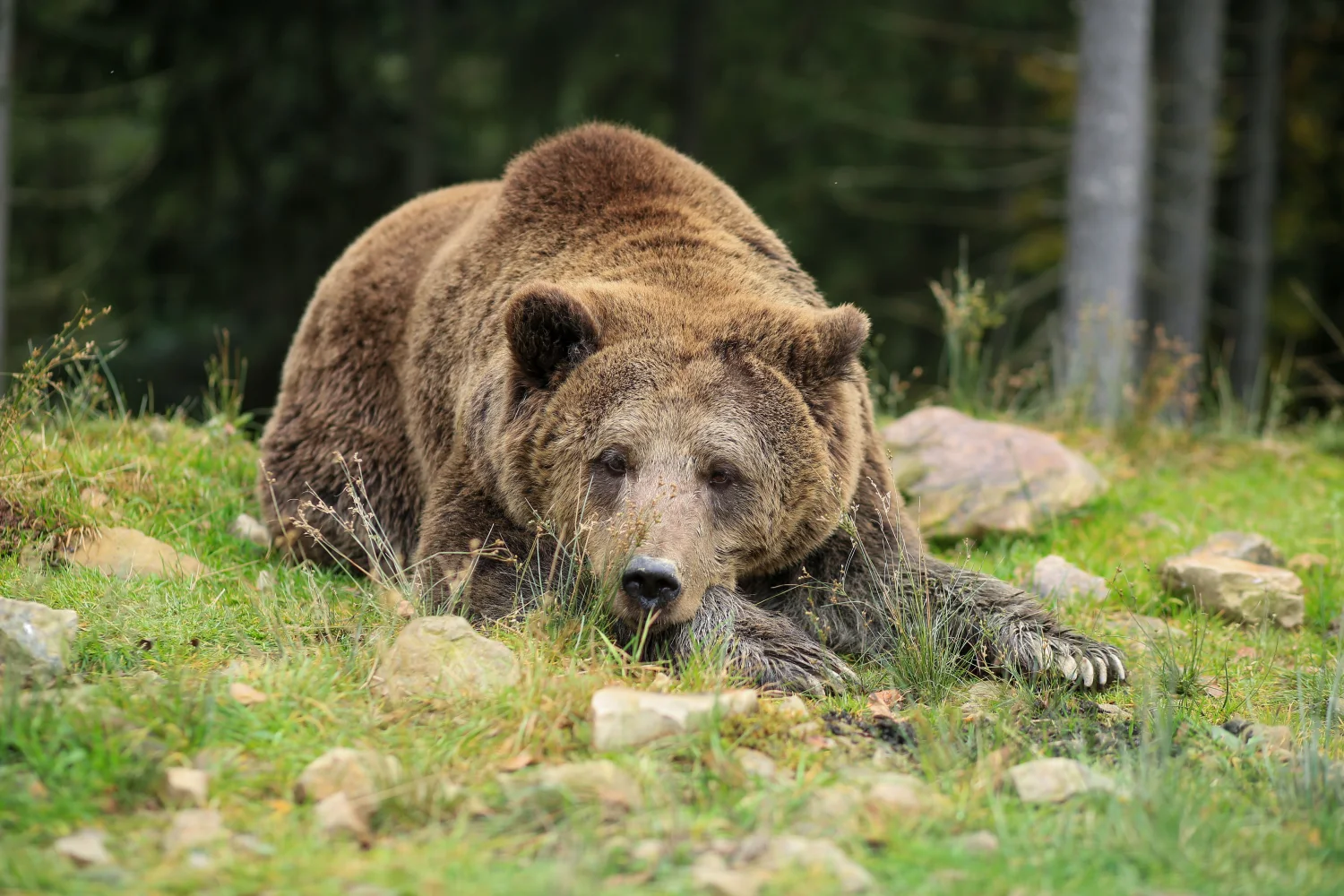 Großer Braunbär liegt auf Boden mit Felsen